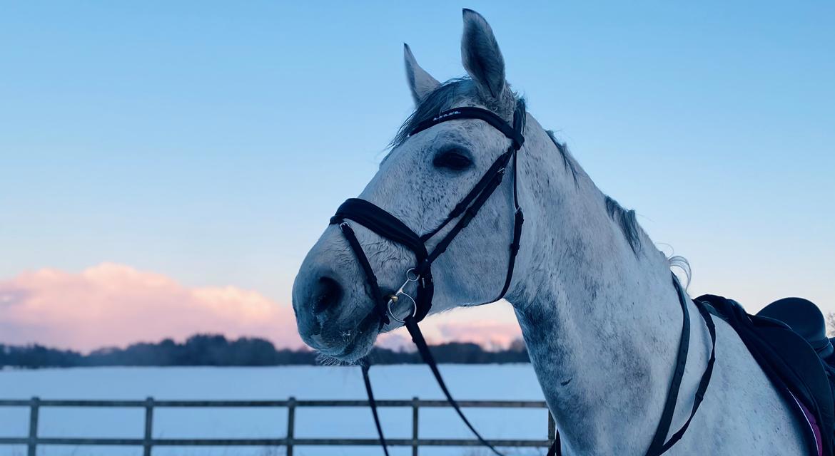 Dansk Varmblod Imatric (solgt) billede 7