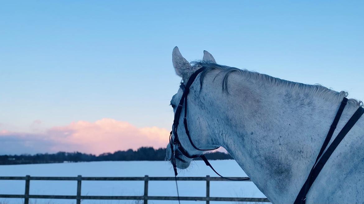 Dansk Varmblod Imatric (solgt) billede 8