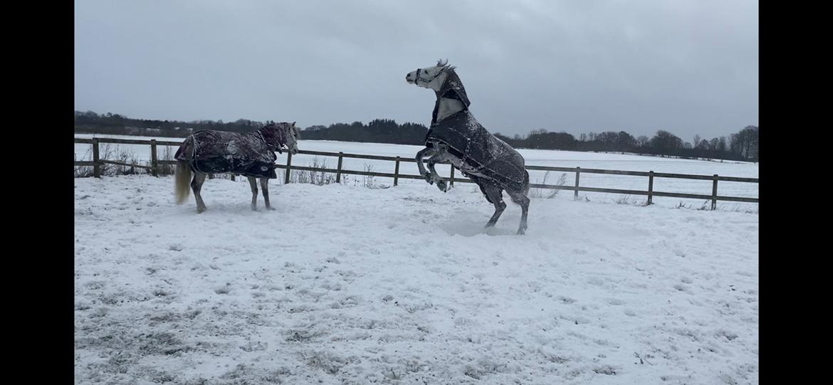 Dansk Varmblod Imatric (solgt) billede 9