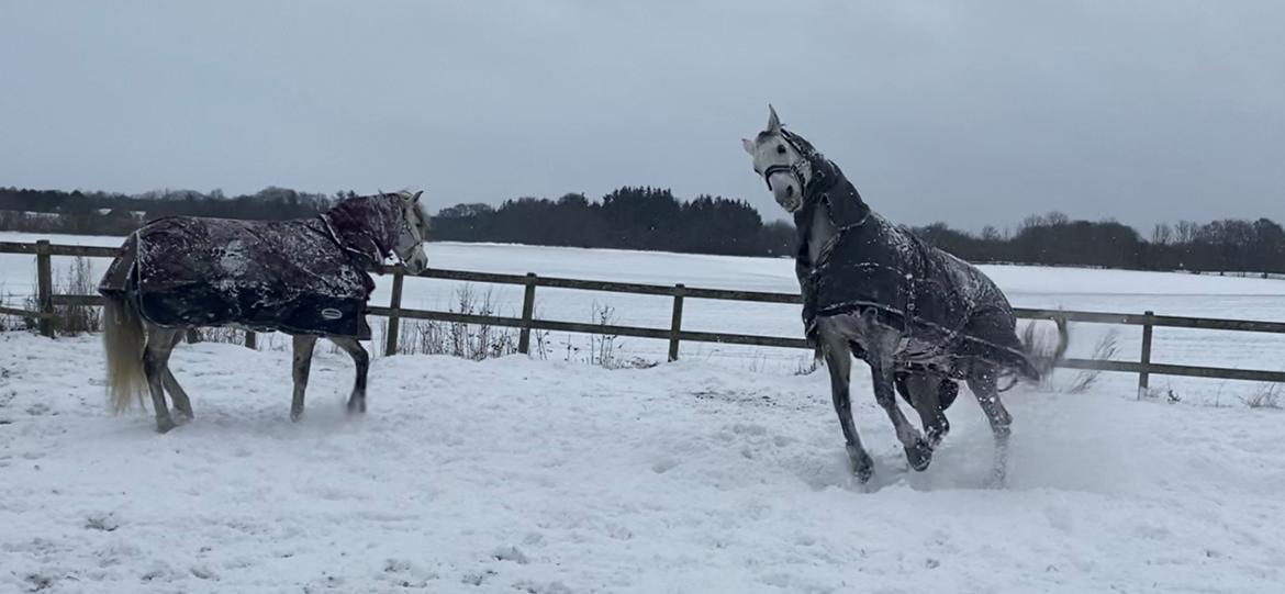 Dansk Varmblod Imatric (solgt) billede 10