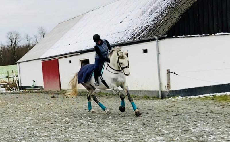 Dansk Varmblod Imatric (solgt) billede 11