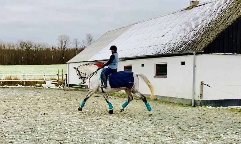 Dansk Varmblod Imatric (solgt) billede 12