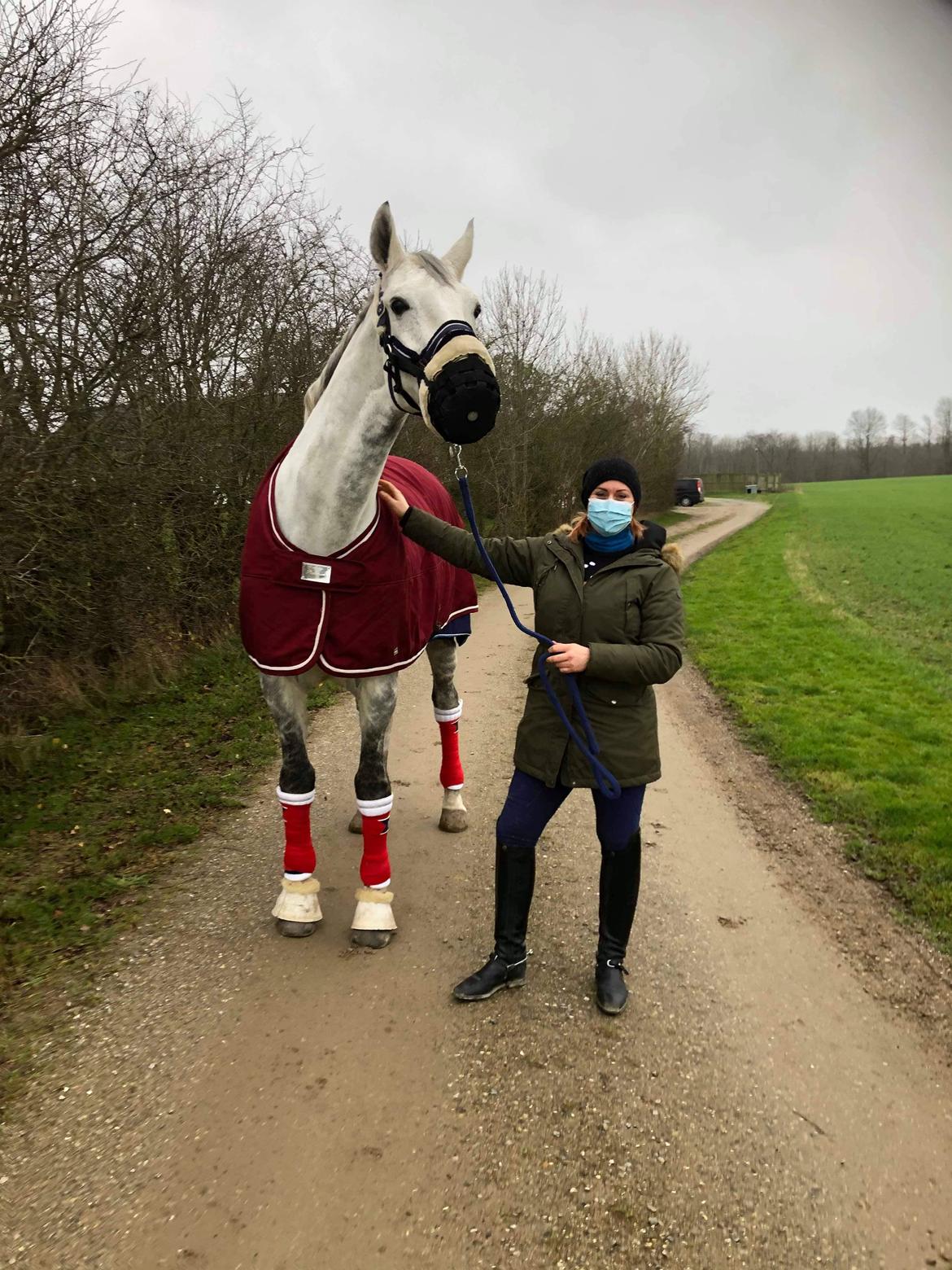 Dansk Varmblod Imatric (solgt) billede 14