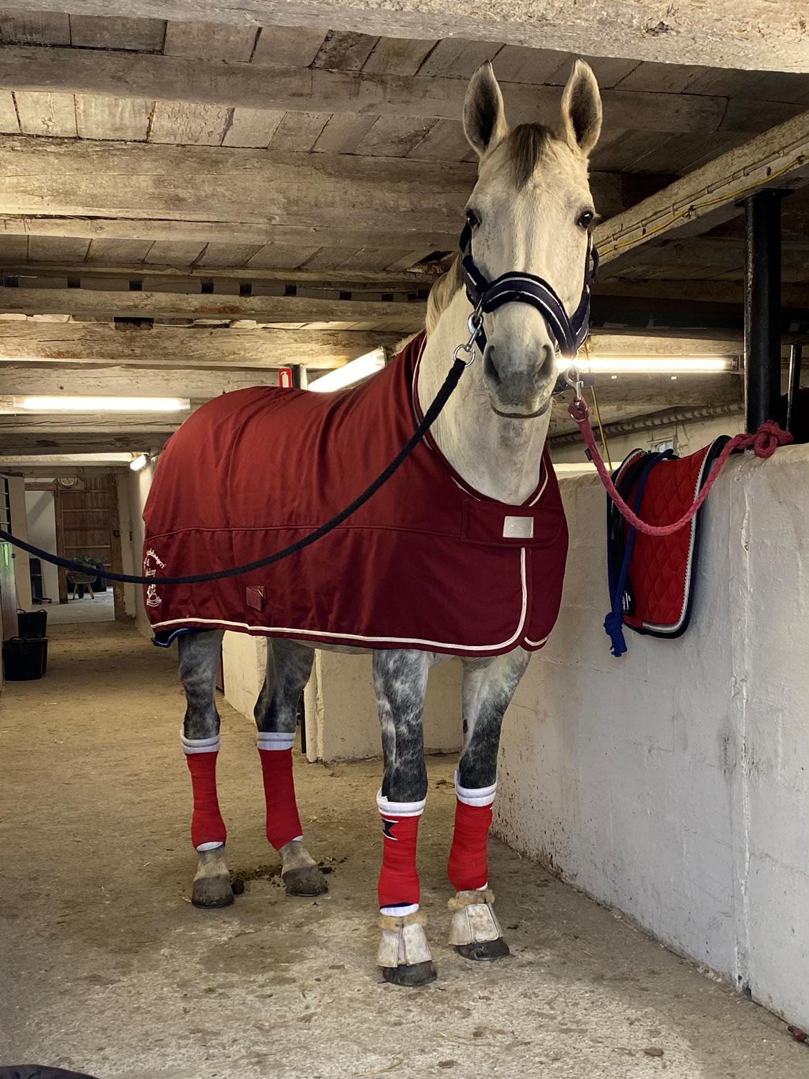 Dansk Varmblod Imatric (solgt) billede 15