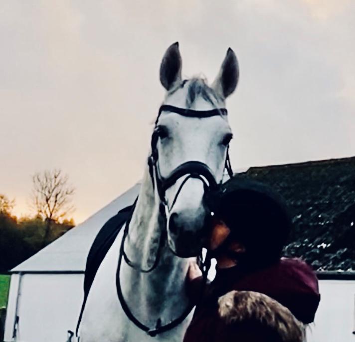 Dansk Varmblod Imatric (solgt) billede 16