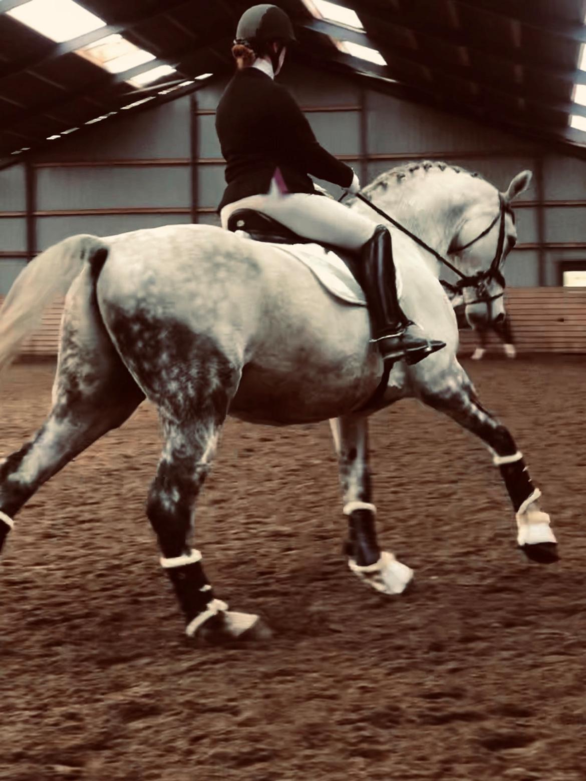 Dansk Varmblod Imatric (solgt) billede 17