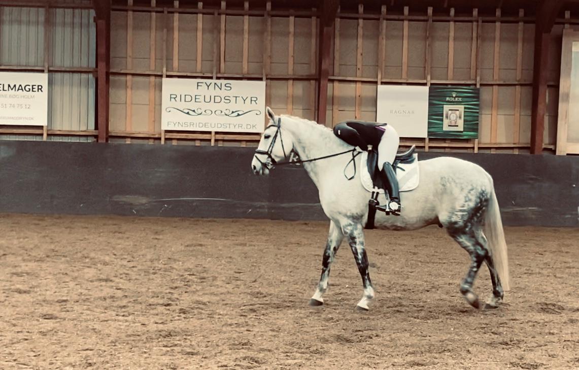 Dansk Varmblod Imatric (solgt) billede 18