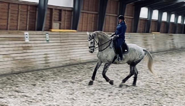 Dansk Varmblod Imatric (solgt) billede 21