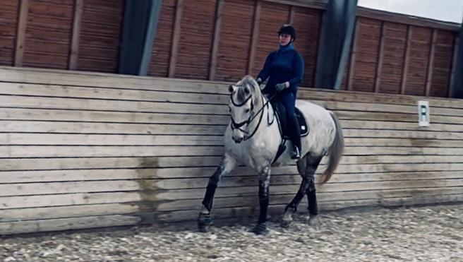 Dansk Varmblod Imatric (solgt) billede 22