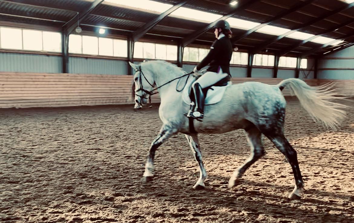 Dansk Varmblod Imatric (solgt) billede 19