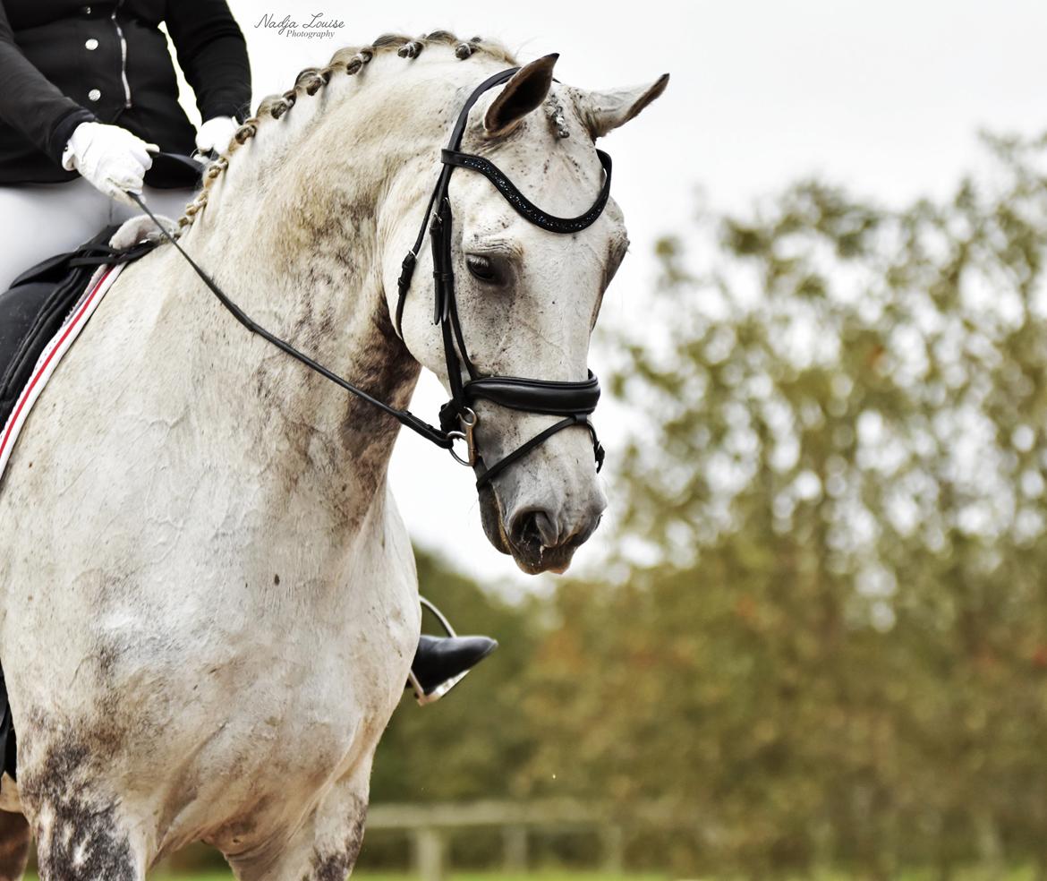 Dansk Varmblod Imatric (solgt) billede 23