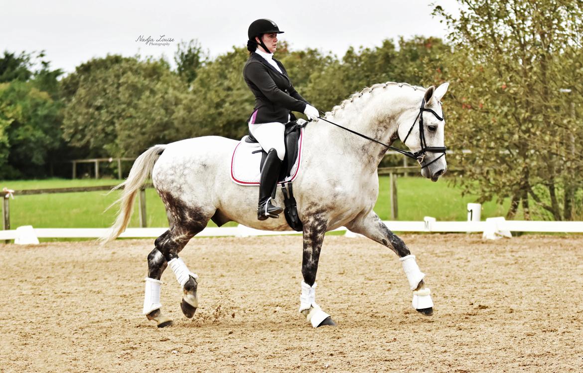 Dansk Varmblod Imatric (solgt) billede 24