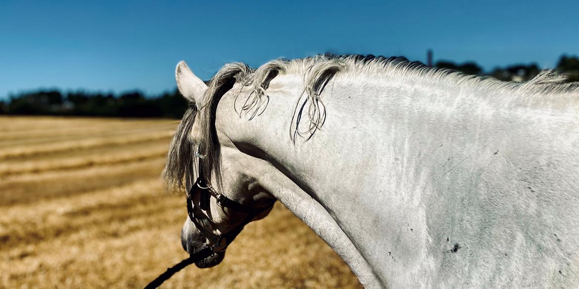 Lusitano Gladiador billede 4