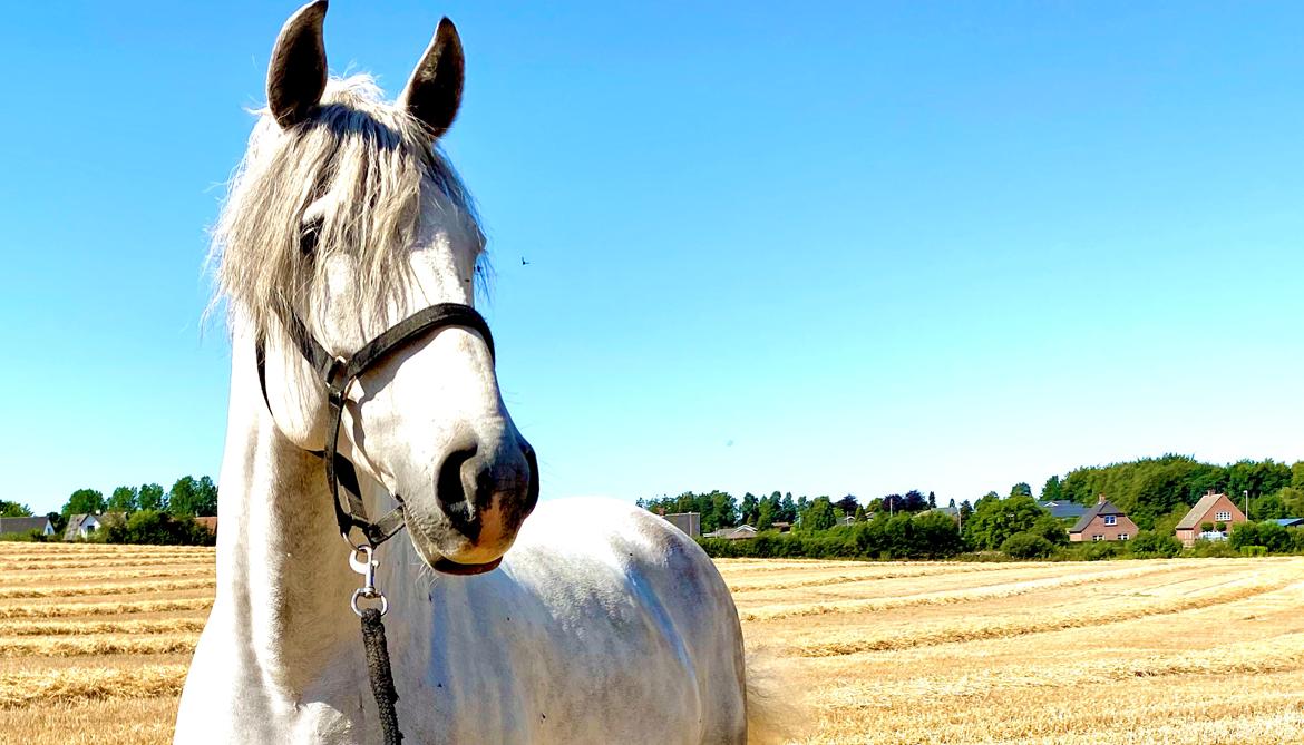 Lusitano Gladiador billede 2