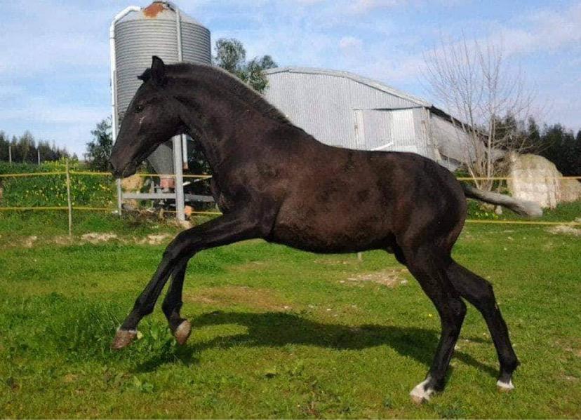 Lusitano Gladiador billede 5