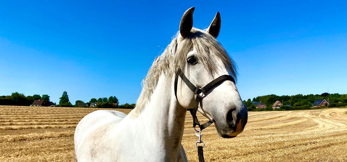 Lusitano Gladiador billede 1