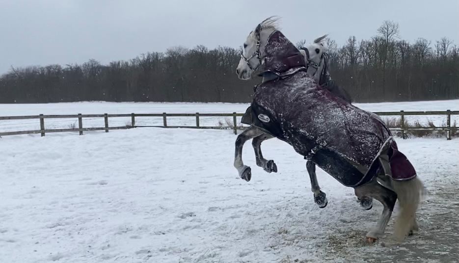 Lusitano Gladiador billede 7