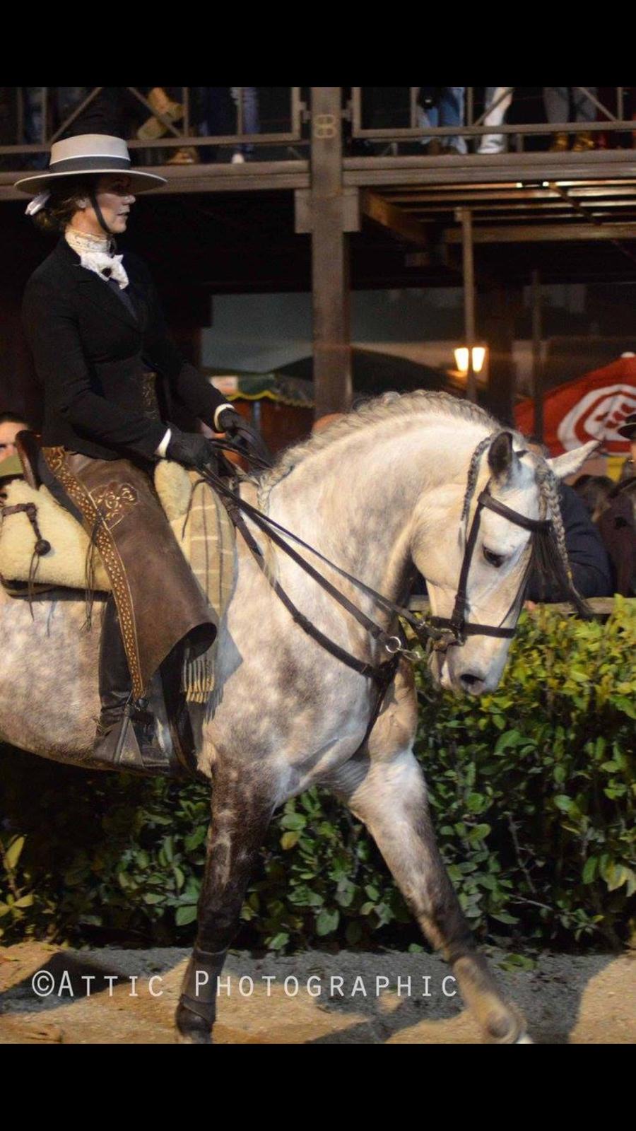 Lusitano Gladiador billede 6