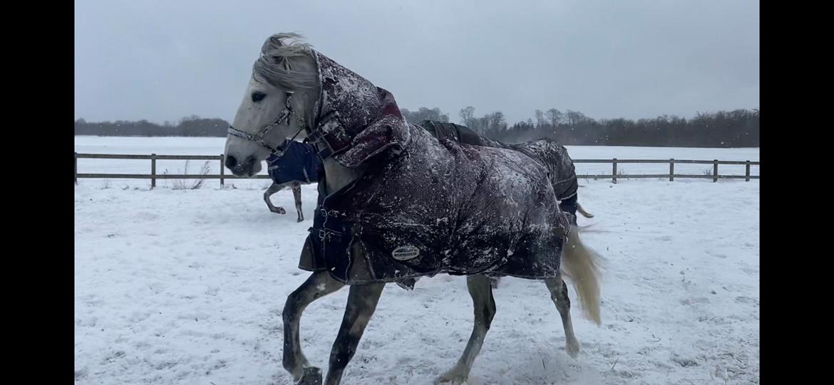 Lusitano Gladiador billede 8