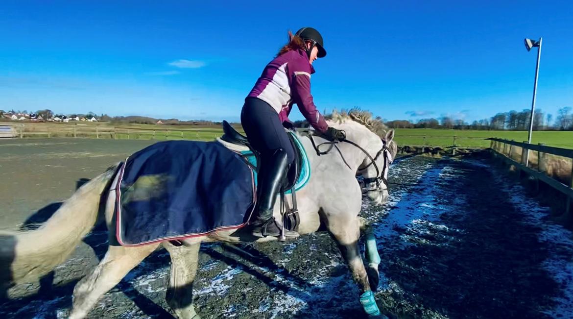 Lusitano Gladiador billede 14