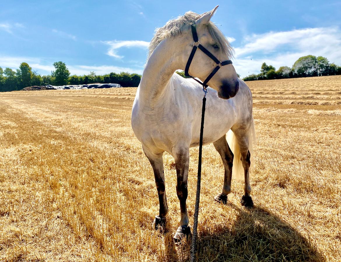 Lusitano Gladiador billede 3