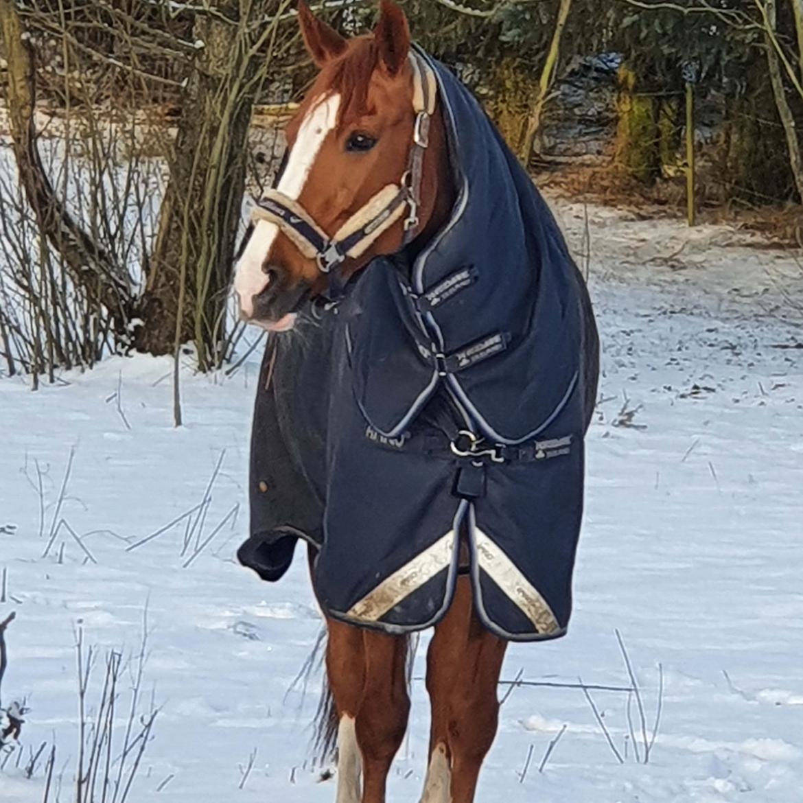 Dansk Varmblod Hjælmsbjergs Charona  billede 3