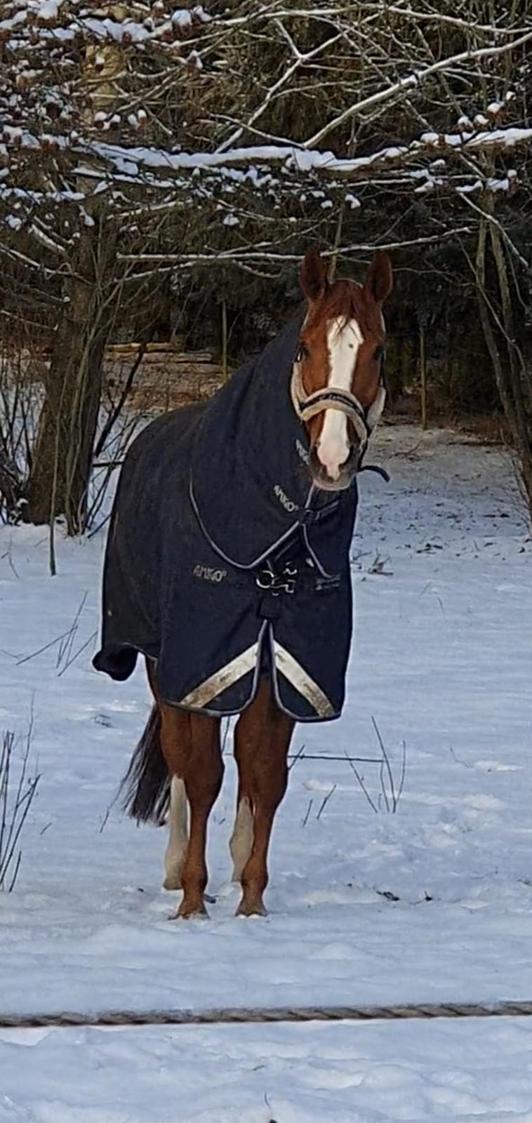 Dansk Varmblod Hjælmsbjergs Charona  billede 5