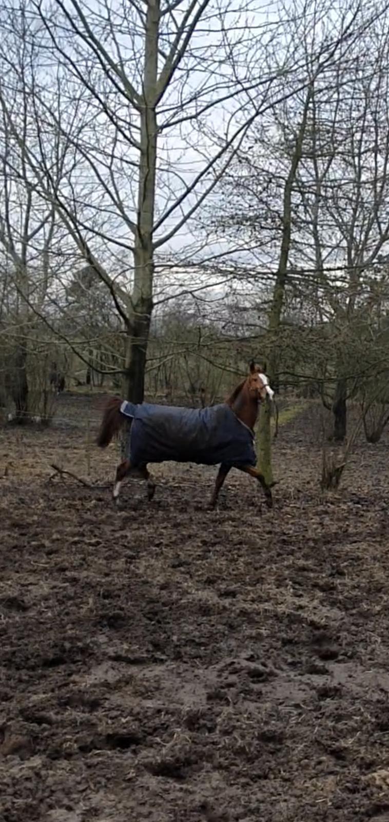 Dansk Varmblod Hjælmsbjergs Charona  billede 4