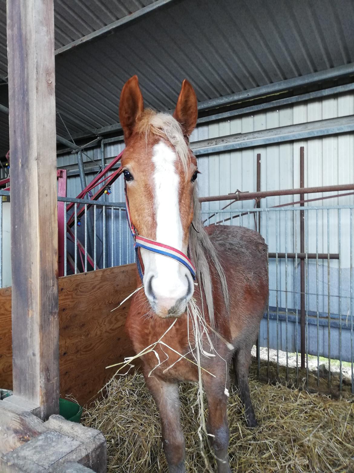 Frederiksborg Lillegaards Just A Dream  billede 2