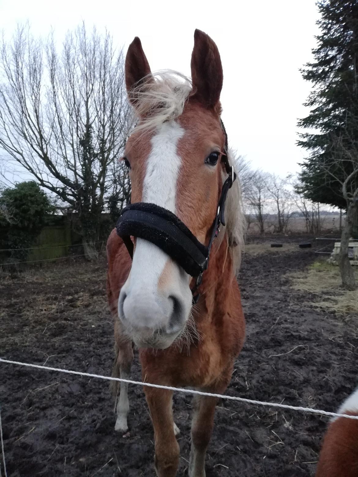 Frederiksborg Lillegaards Just A Dream  billede 3