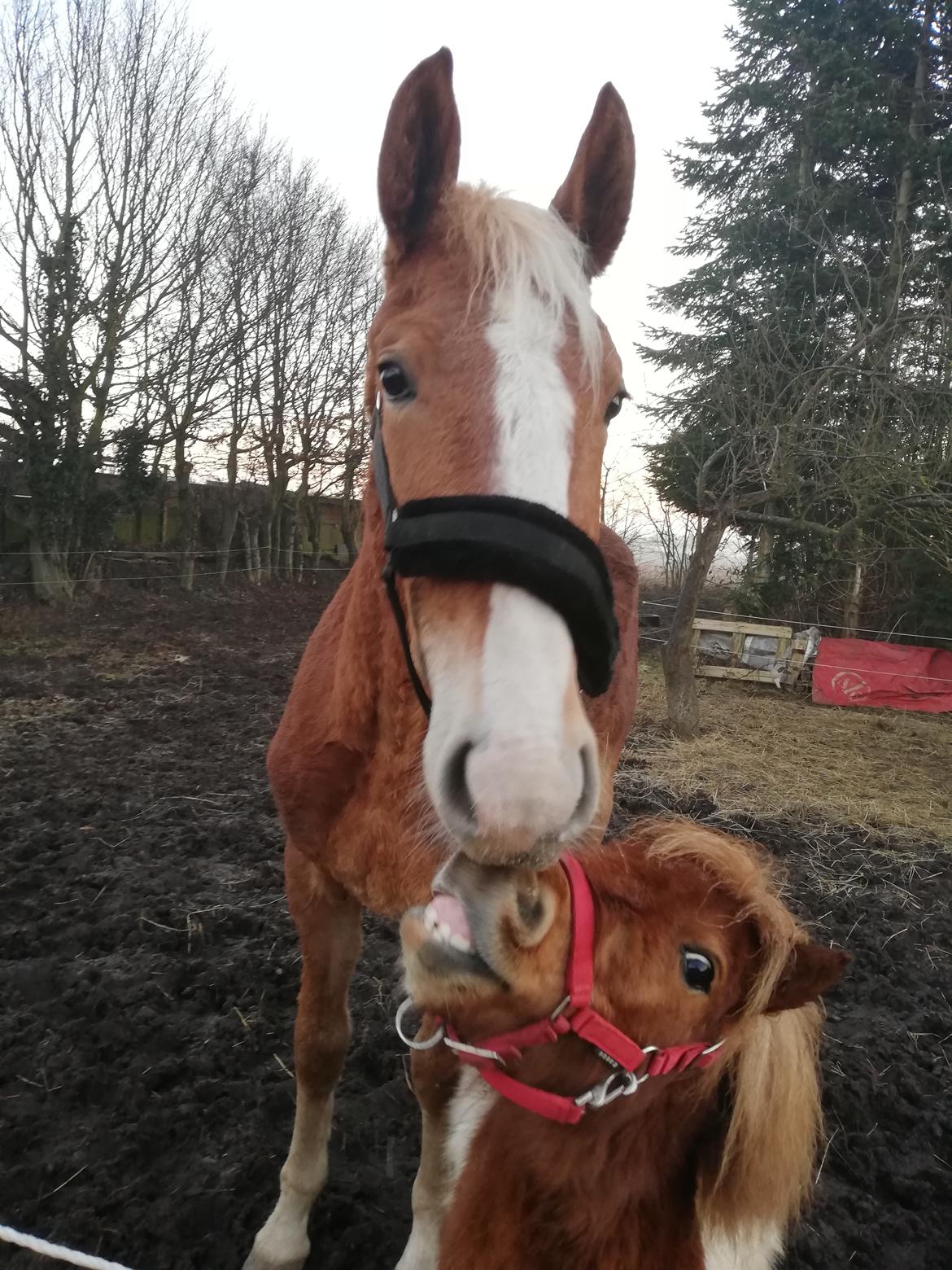 Frederiksborg Lillegaards Just A Dream  billede 5