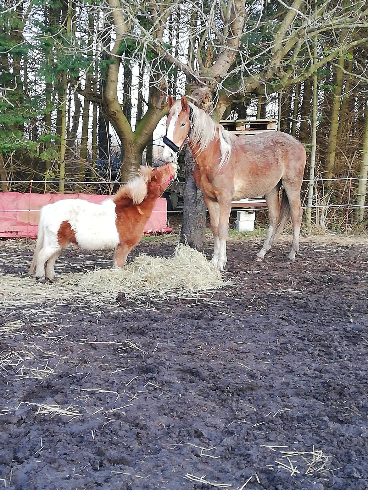 Frederiksborg Lillegaards Just A Dream  billede 4