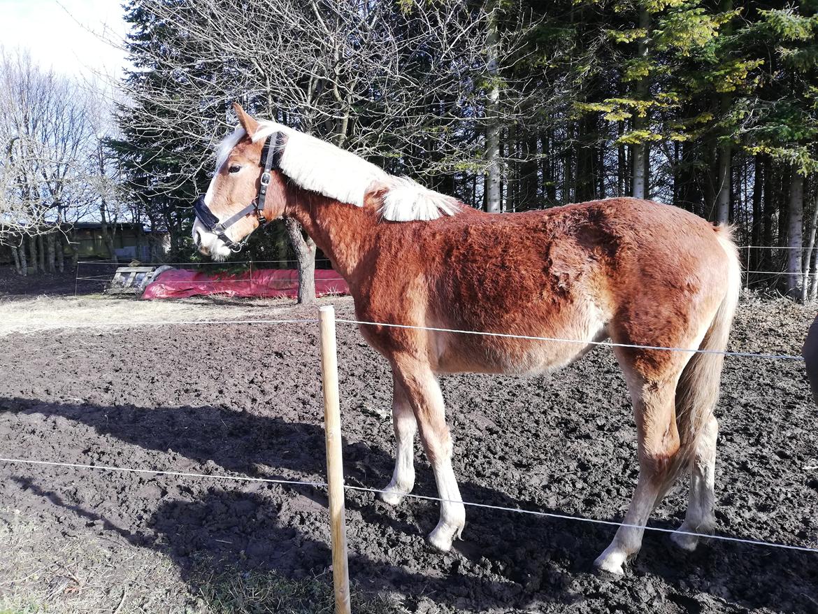 Frederiksborg Lillegaards Just A Dream  billede 6