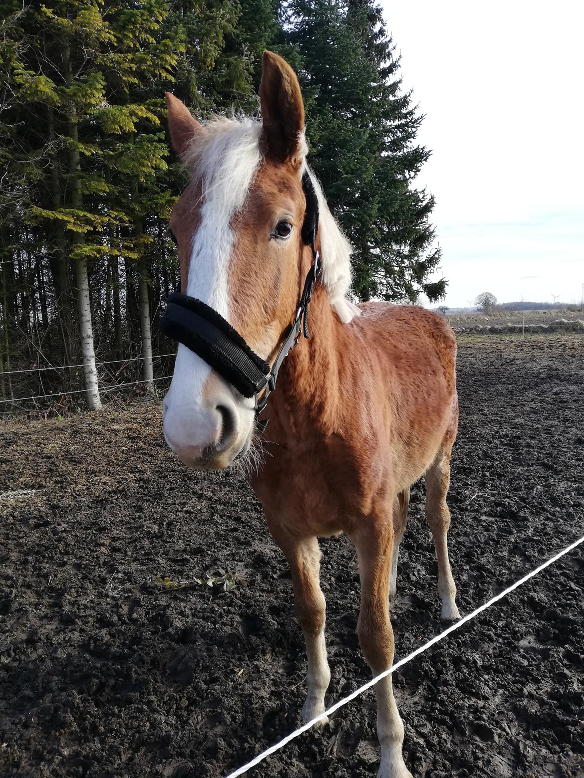 Frederiksborg Lillegaards Just A Dream  billede 7