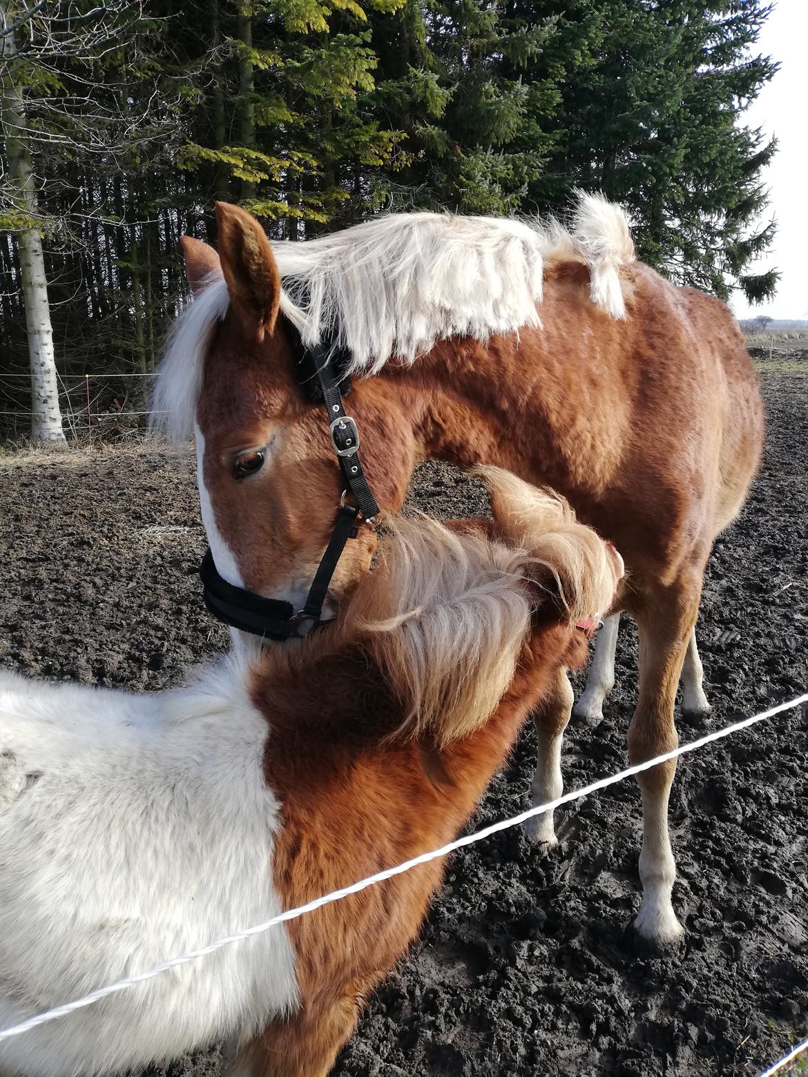 Frederiksborg Lillegaards Just A Dream  billede 8