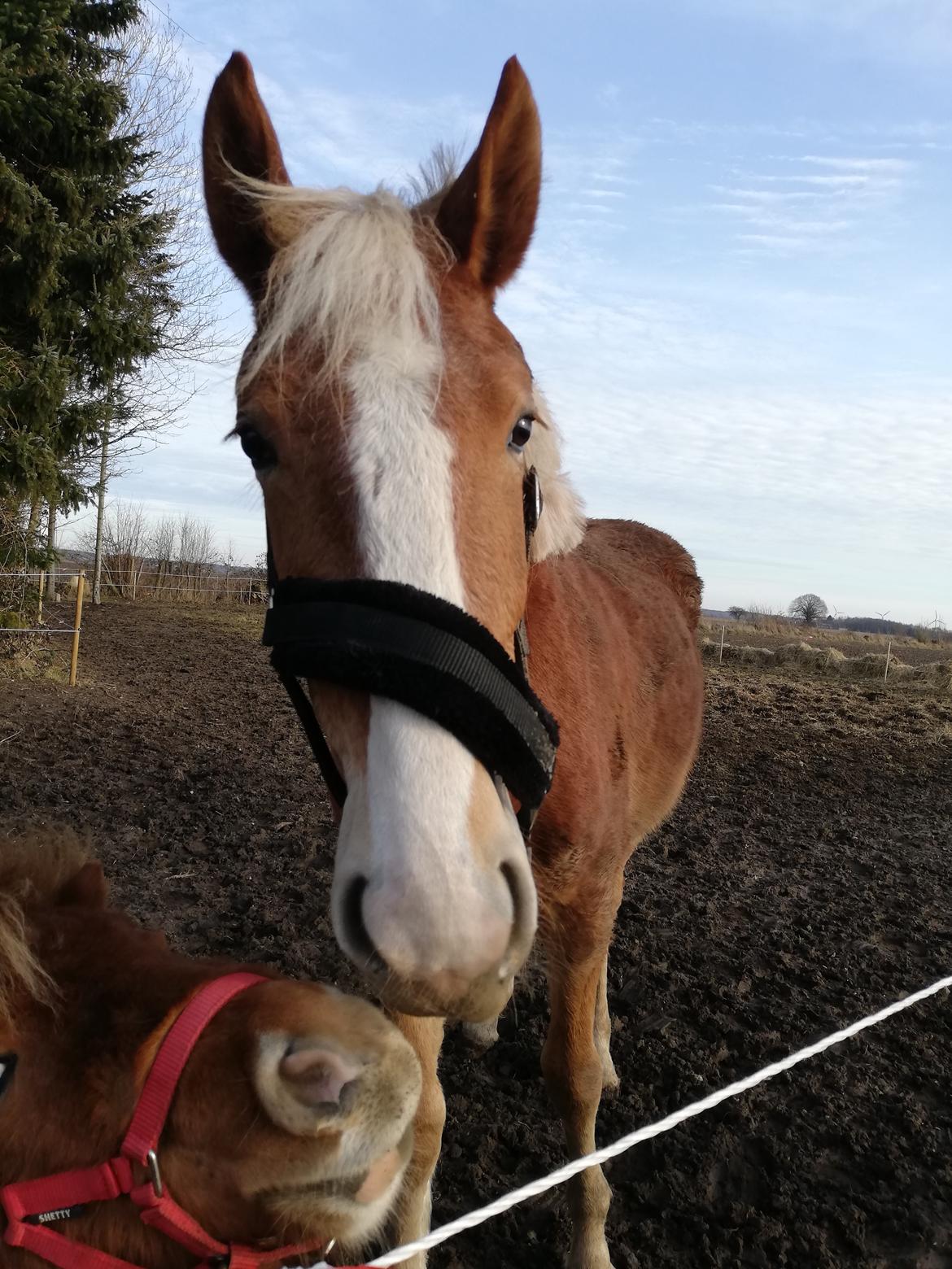 Frederiksborg Lillegaards Just A Dream  billede 9