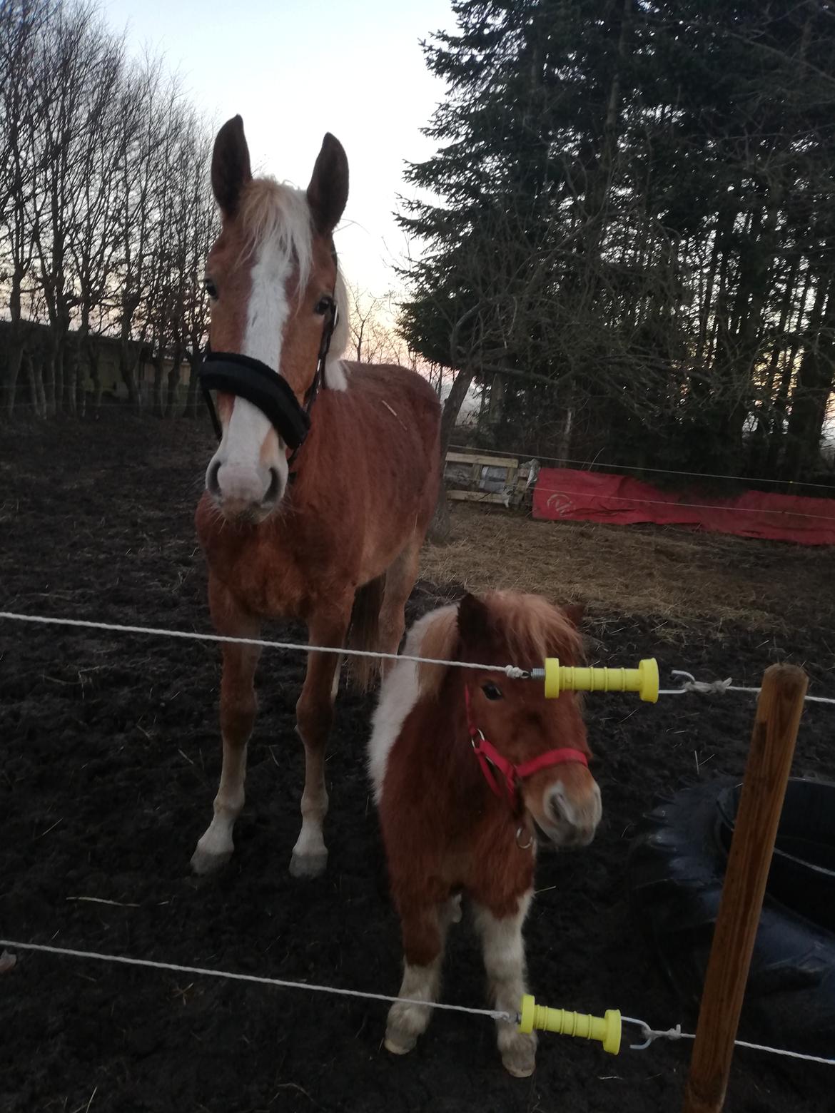 Frederiksborg Lillegaards Just A Dream  billede 10