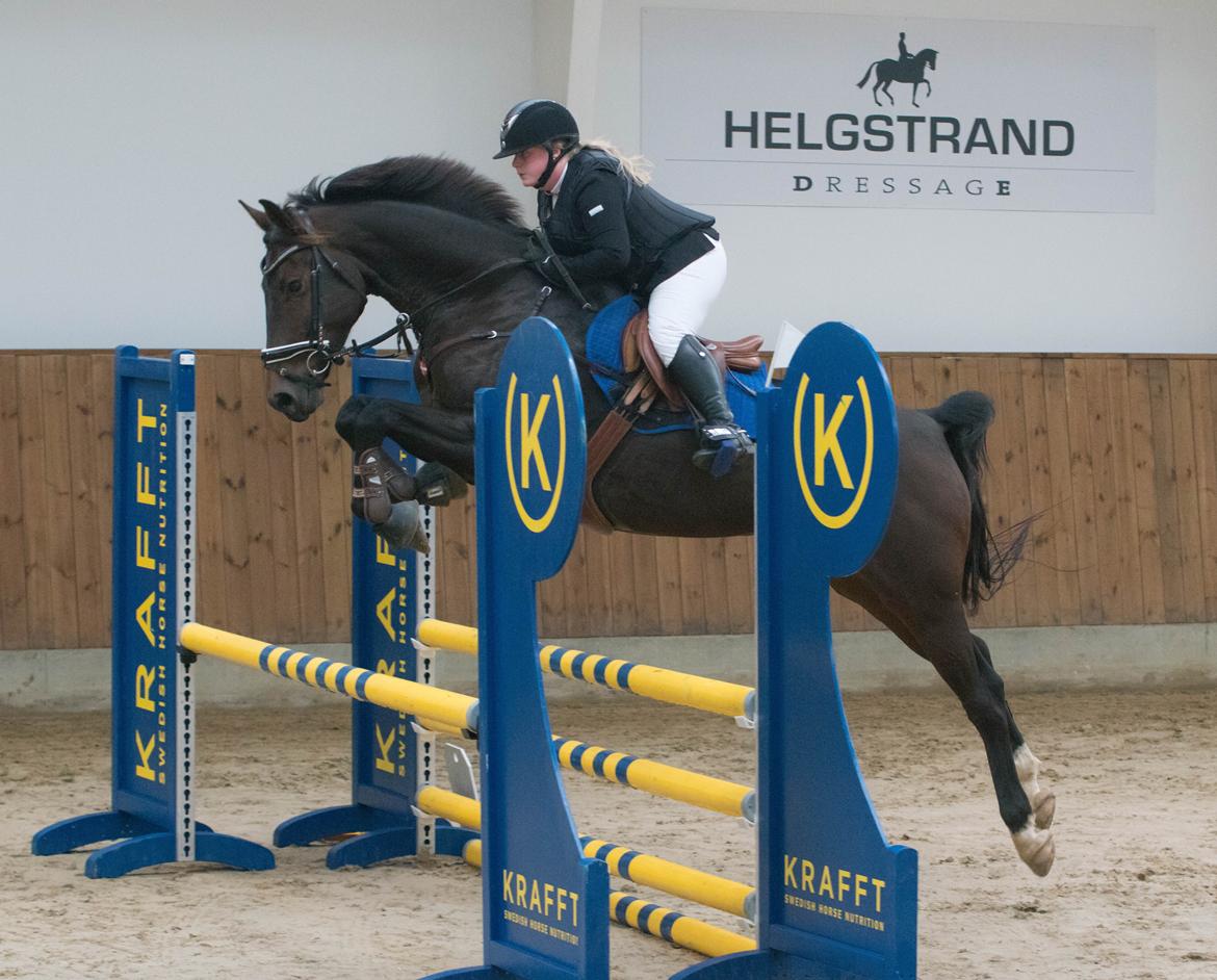 Dansk Varmblod Leo billede 1