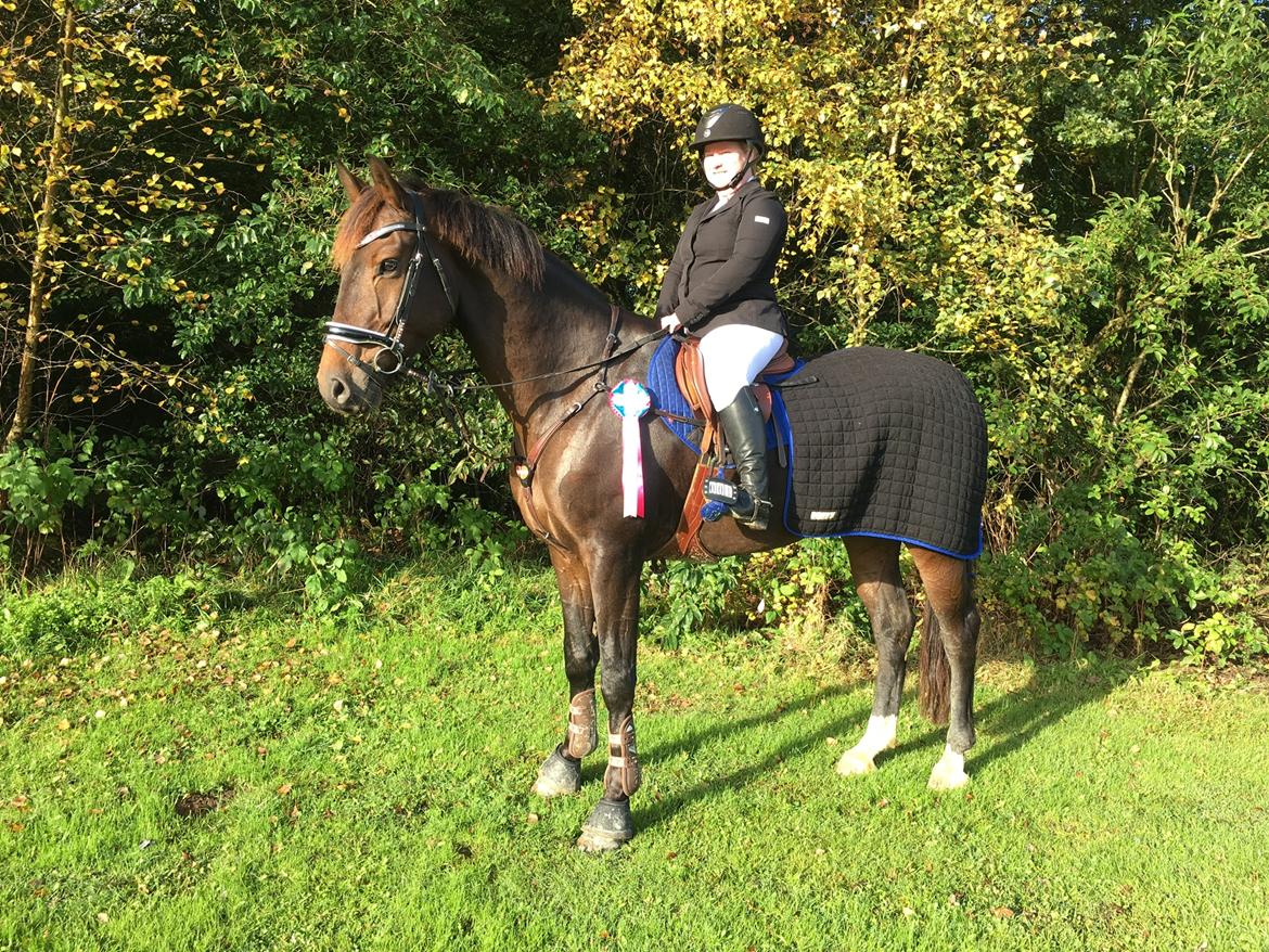 Dansk Varmblod Leo billede 2