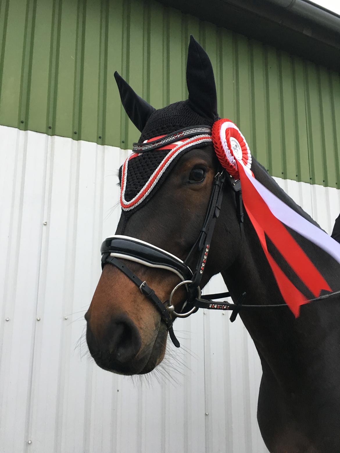 Dansk Varmblod Leo billede 4