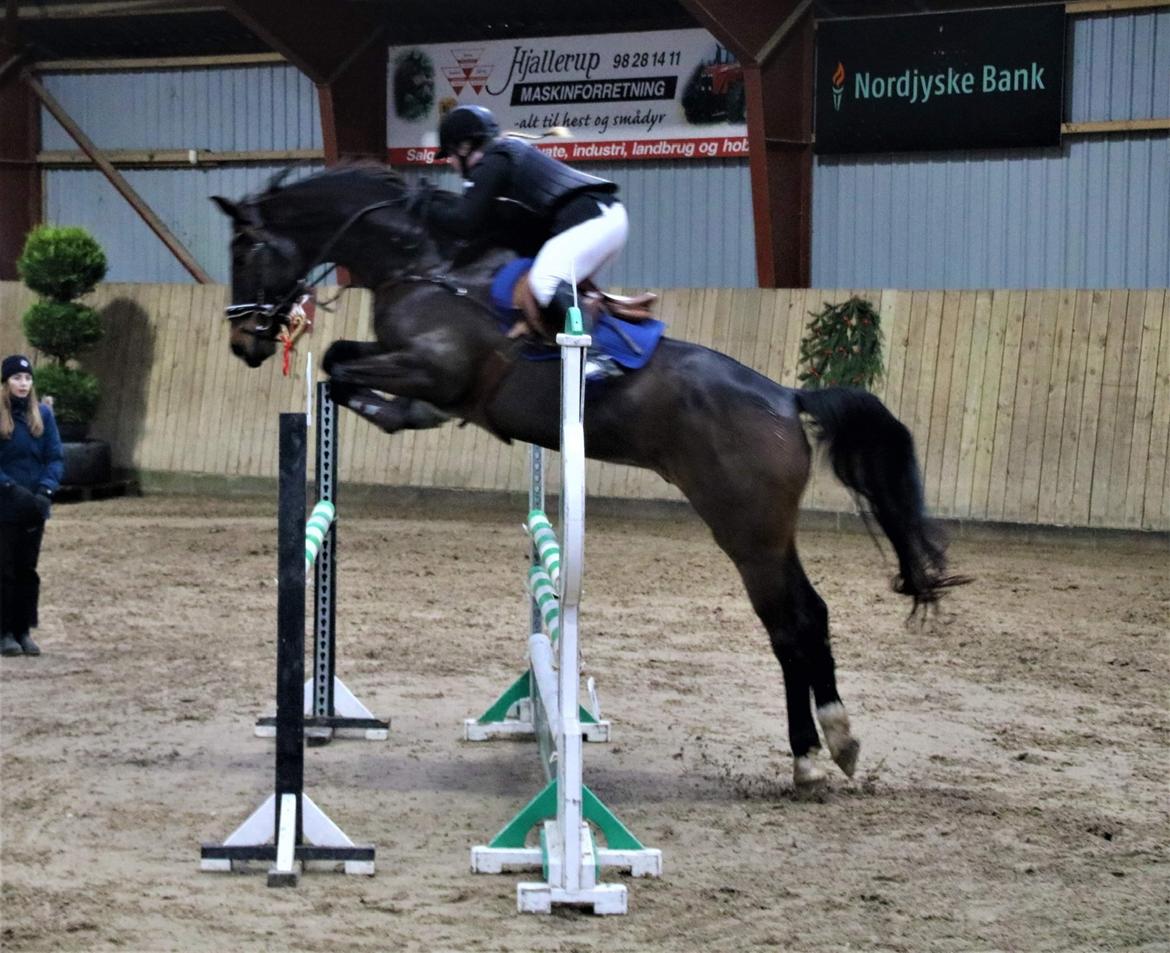 Dansk Varmblod Leo billede 5