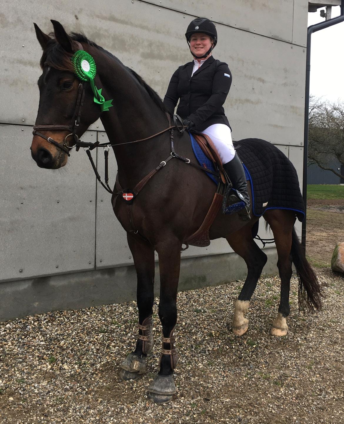 Dansk Varmblod Leo billede 6