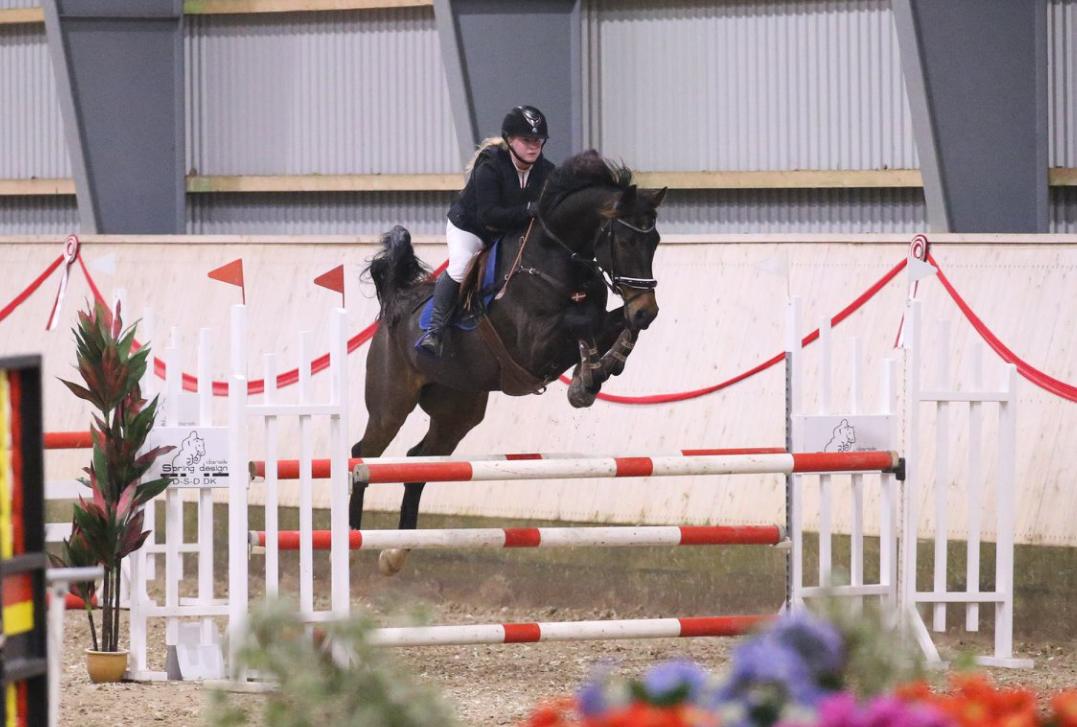 Dansk Varmblod Leo billede 3