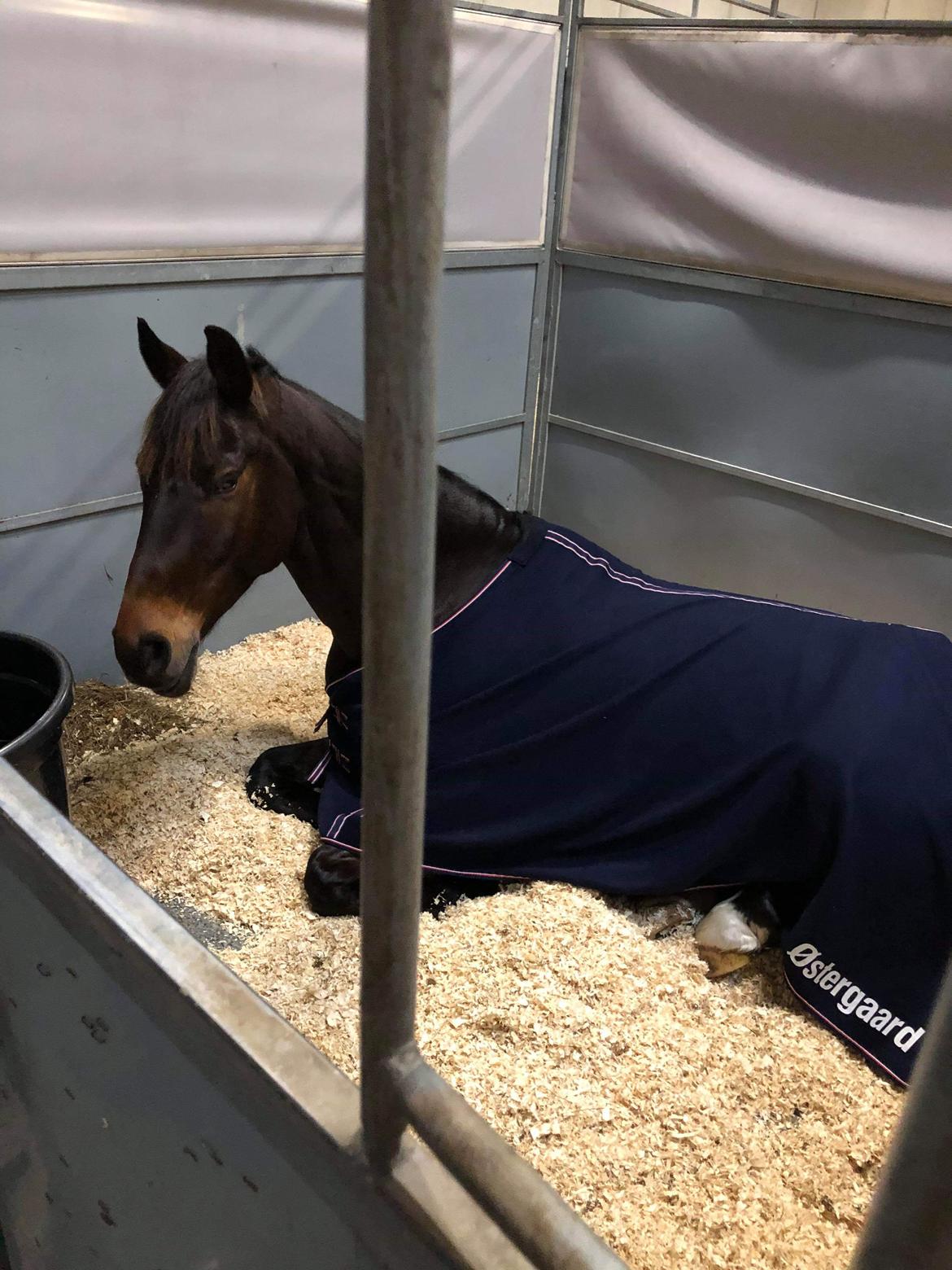 Dansk Varmblod Leo billede 8