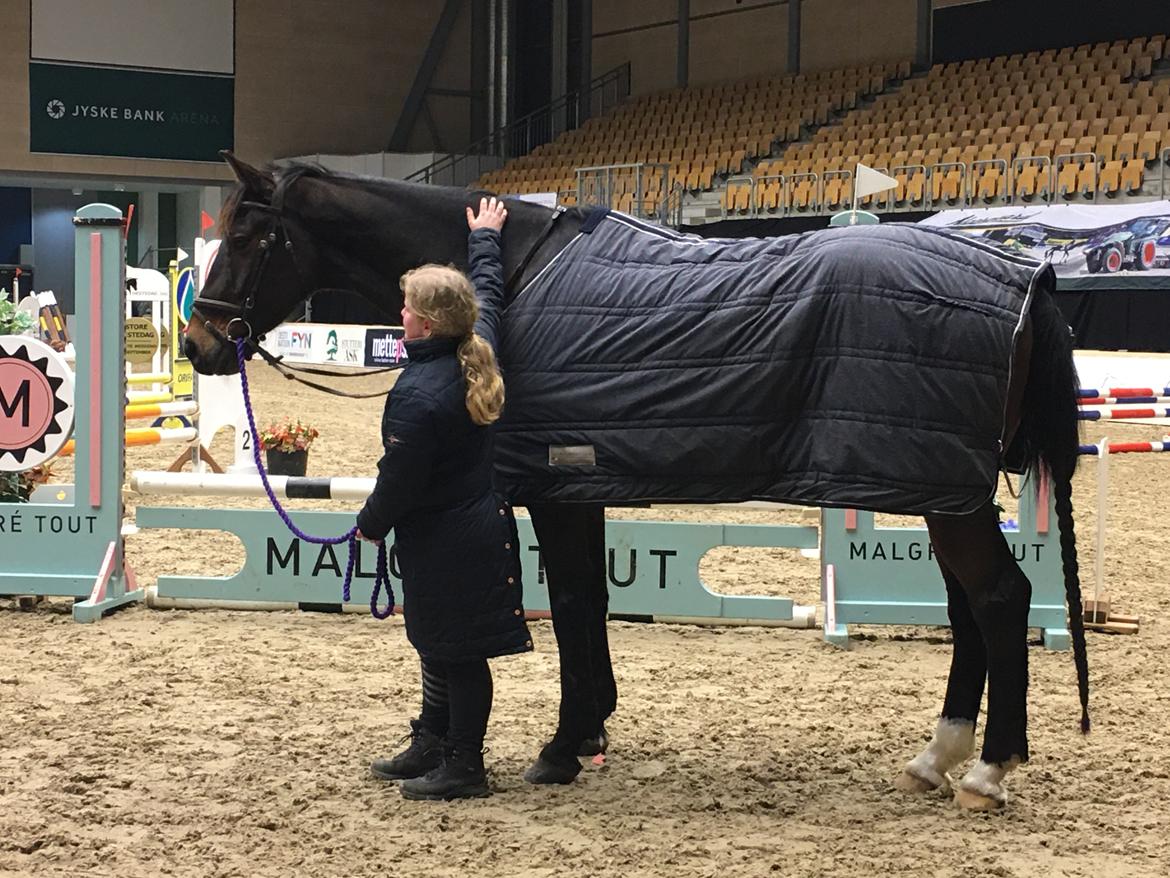 Dansk Varmblod Leo billede 7