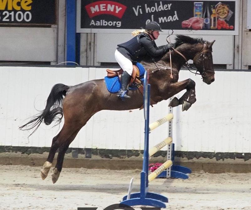 Dansk Varmblod Leo billede 10