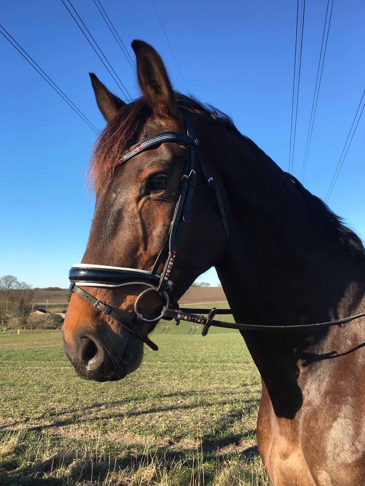 Dansk Varmblod Leo billede 11