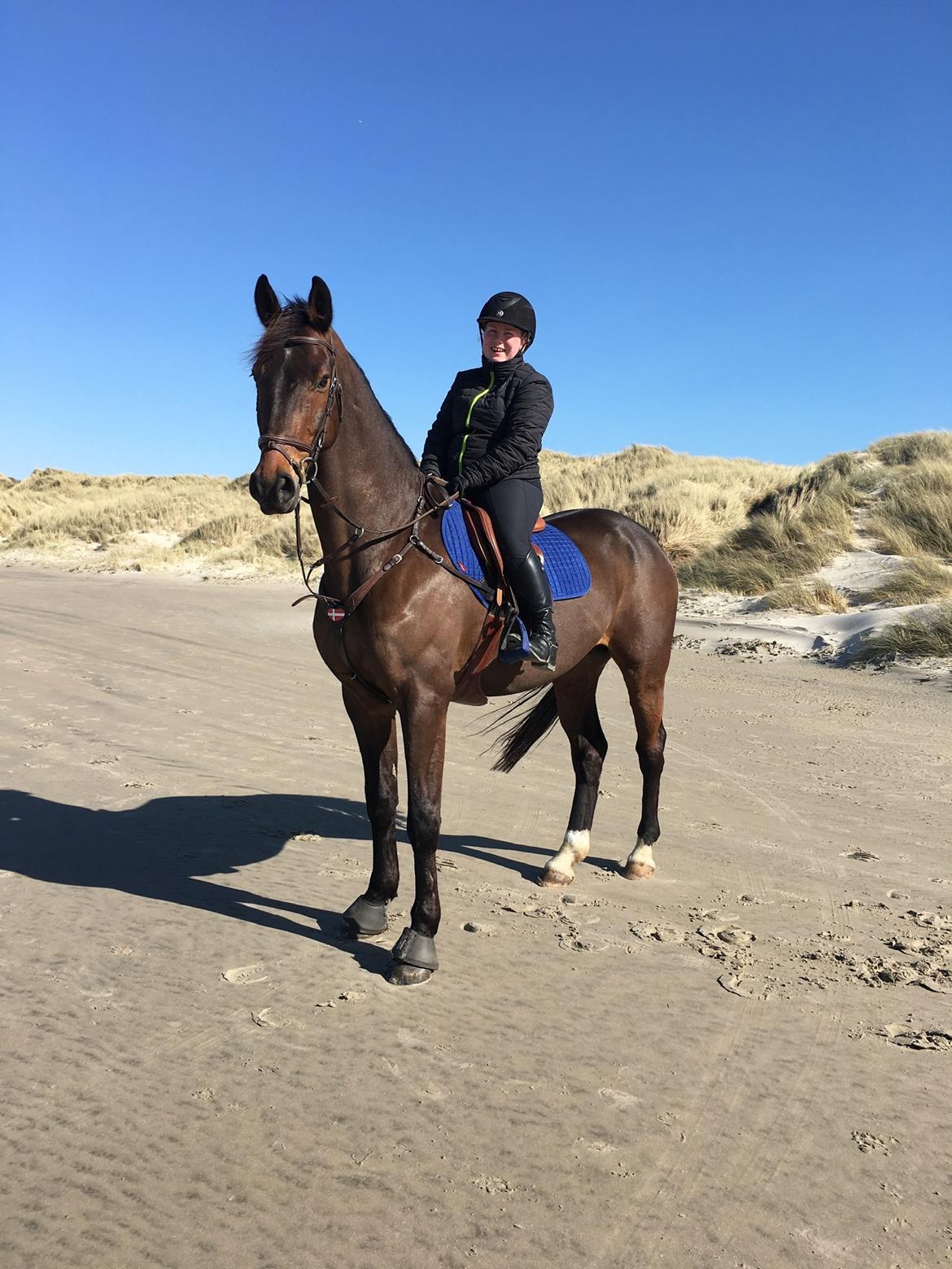 Dansk Varmblod Leo billede 12