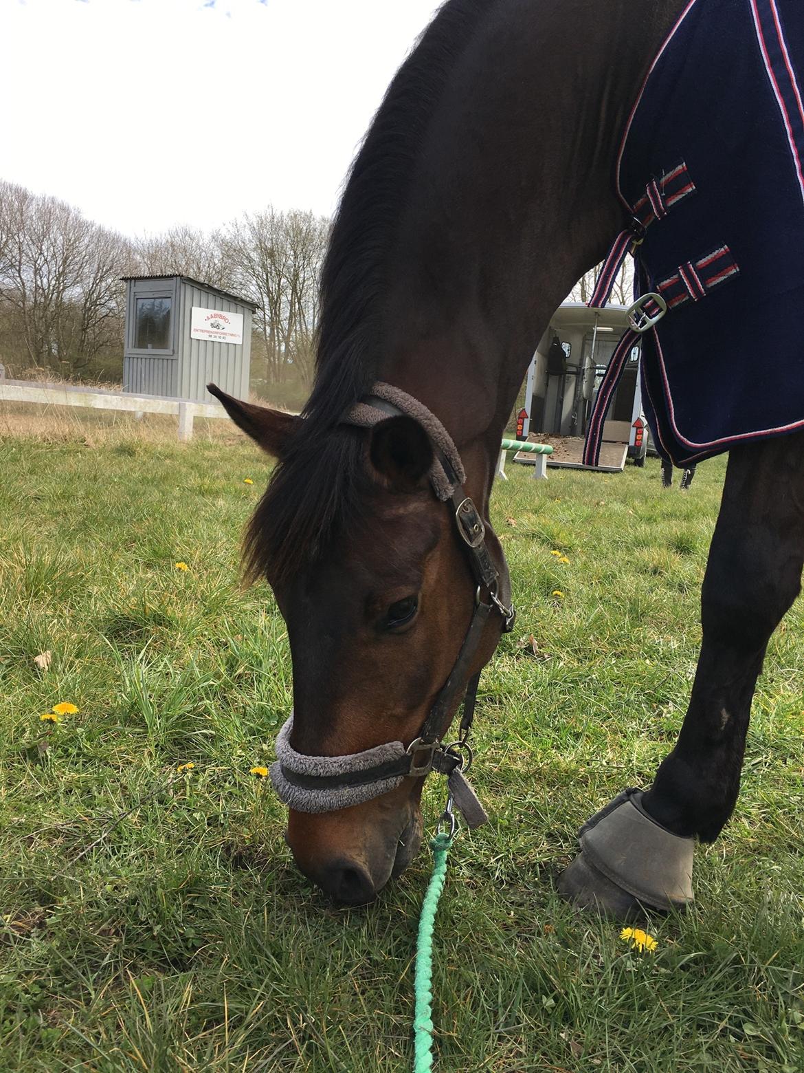 Dansk Varmblod Leo billede 13