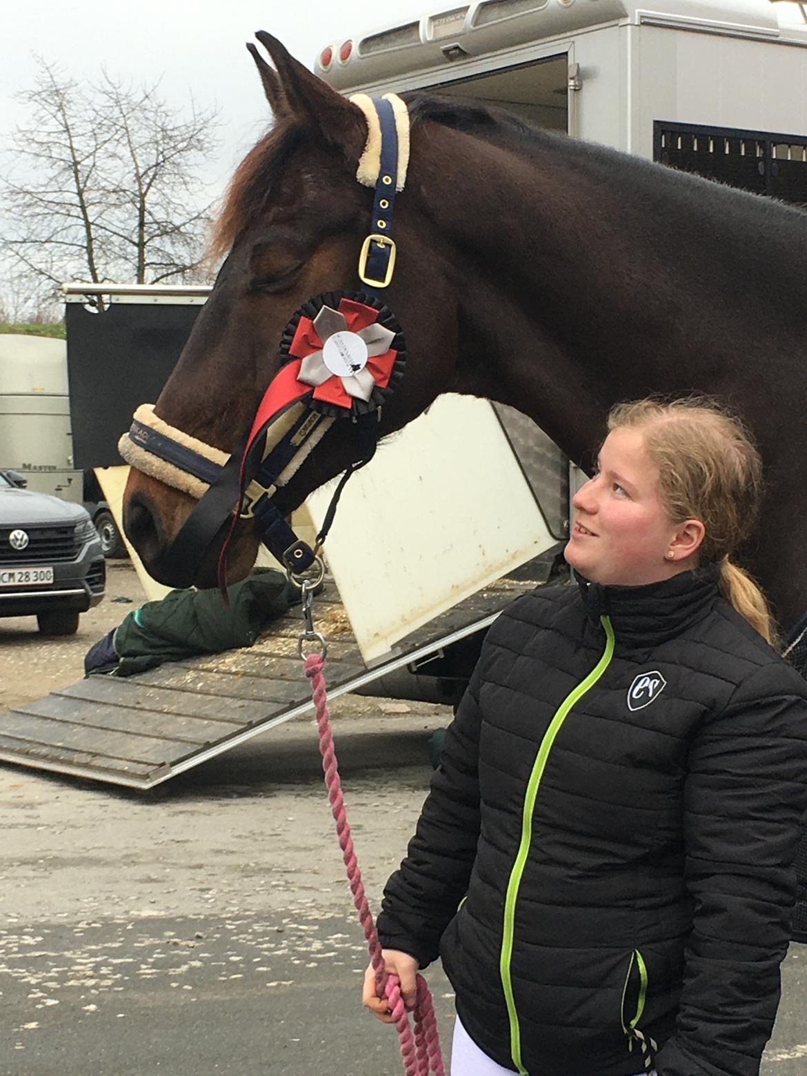 Dansk Varmblod Leo billede 9